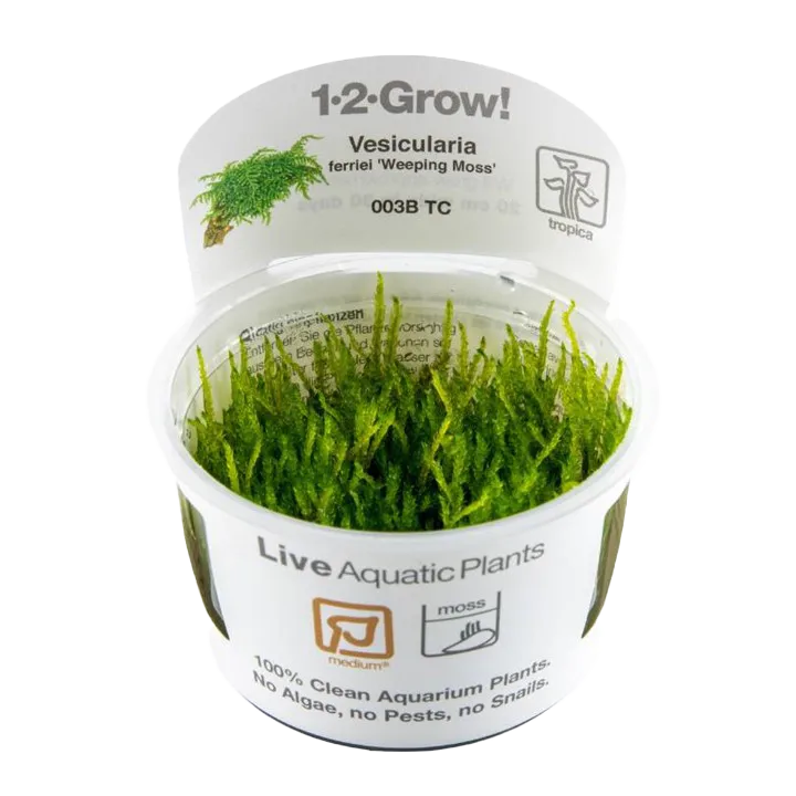[003B TC] 1-2-Grow! Vesicularia ferriei 'Weeping Moss'
