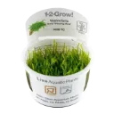 1-2-Grow! Vesicularia ferriei 'Weeping Moss'