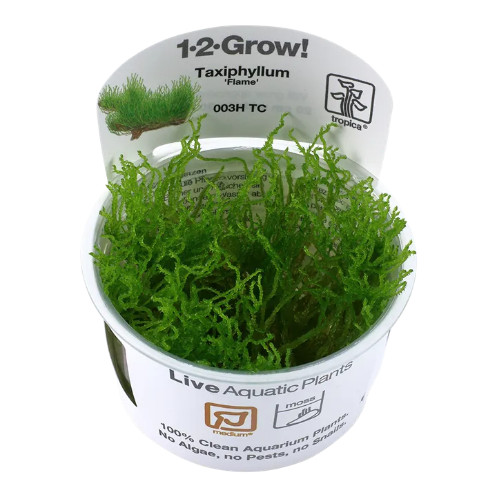 [003H TC] 1-2-Grow! Taxiphyllum 'Flame Moss'