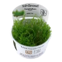 1-2-Grow! Taxiphyllum 'Flame Moss'