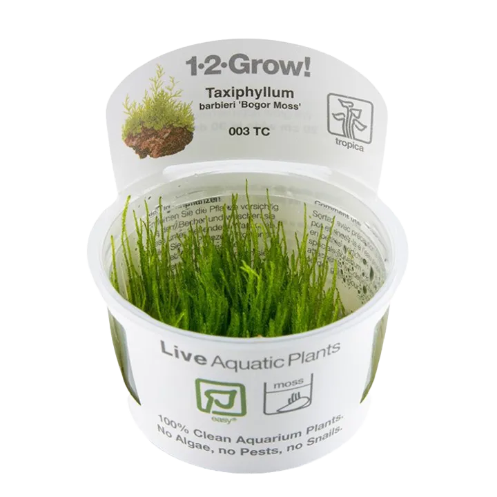 [003 TC] 1-2-Grow! Taxiphyllum barbieri 'Bogor Moss' or 'Java Moss'