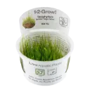 1-2-Grow! Taxiphyllum barbieri 'Bogor Moss' or 'Java Moss'
