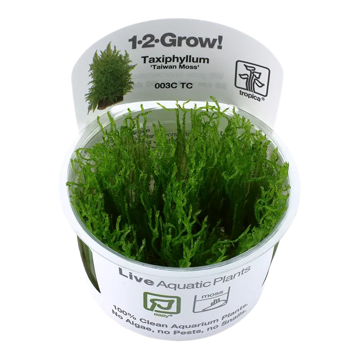 [003C TC] 1-2-Grow! Taxiphyllum alternans 'Taiwan Moss'