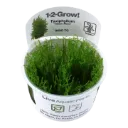 1-2-Grow! Taxiphyllum alternans 'Taiwan Moss'