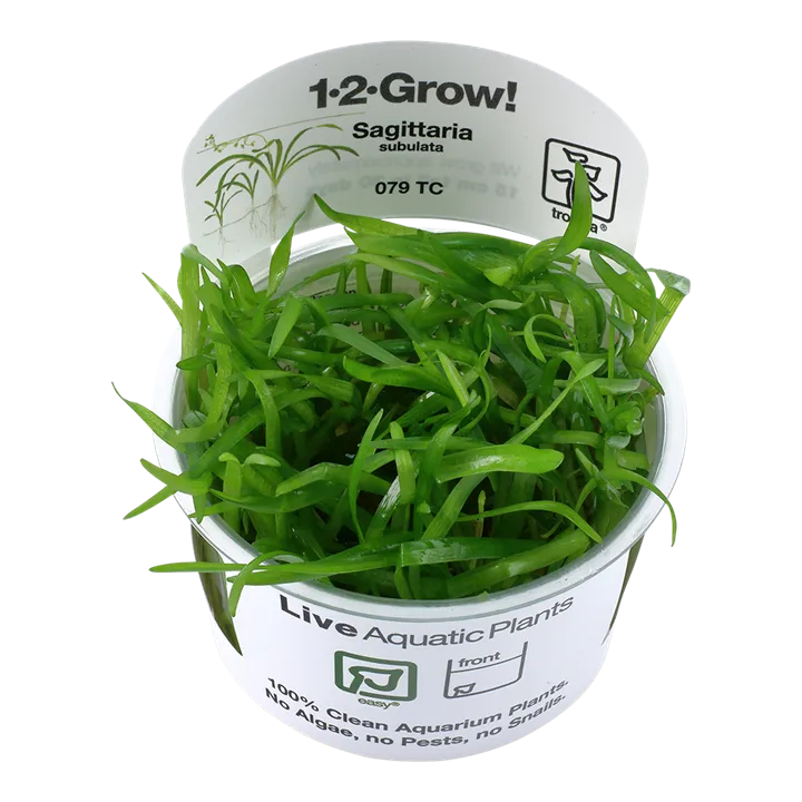 [079 TC] 1-2-Grow! Sagittaria subulata