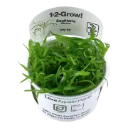 1-2-Grow! Sagittaria subulata