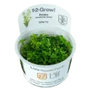 1-2-Grow! Rotala rotundifolia ‘Green’