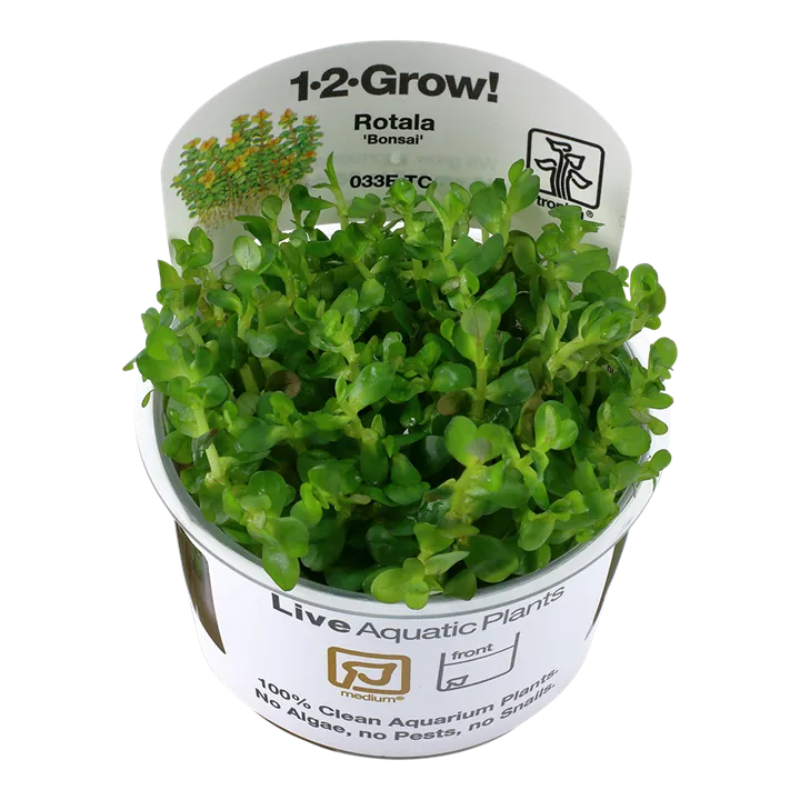 [033E TC] 1-2-Grow! Rotala indica 'Bonsai'