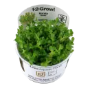 1-2-Grow! Rotala indica 'Bonsai'