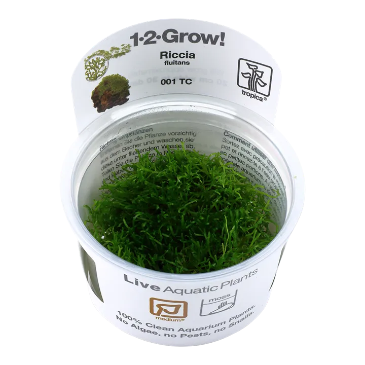 [001 TC] 1-2-Grow! Riccia fluitans