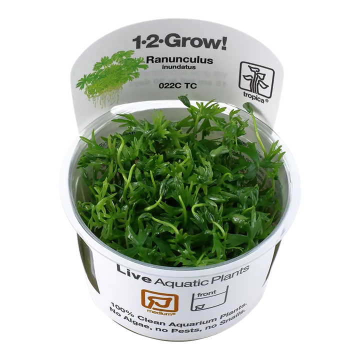 1-2-Grow! Ranunculus inundatus