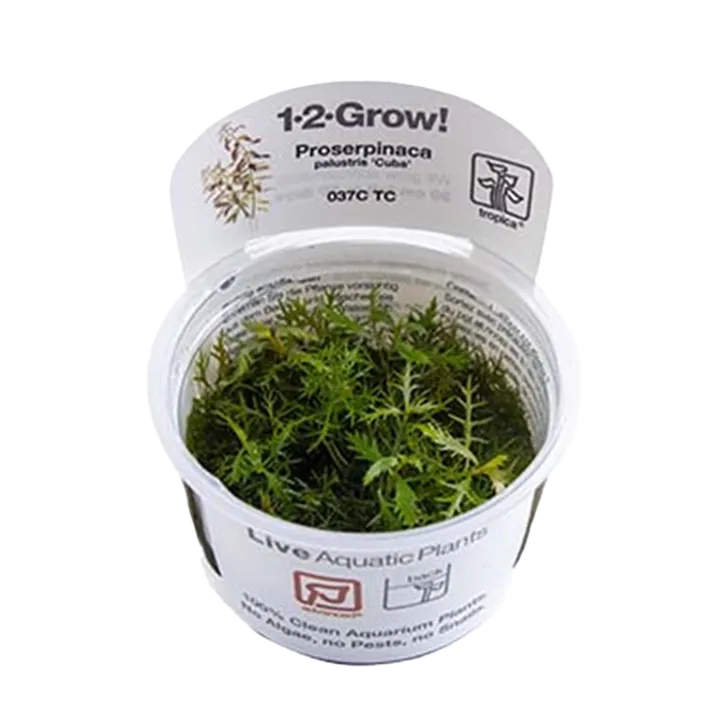 [037C TC] 1-2-Grow! Proserpinaca palustris 'Cuba'