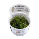 1-2-Grow! Proserpinaca palustris 'Cuba'