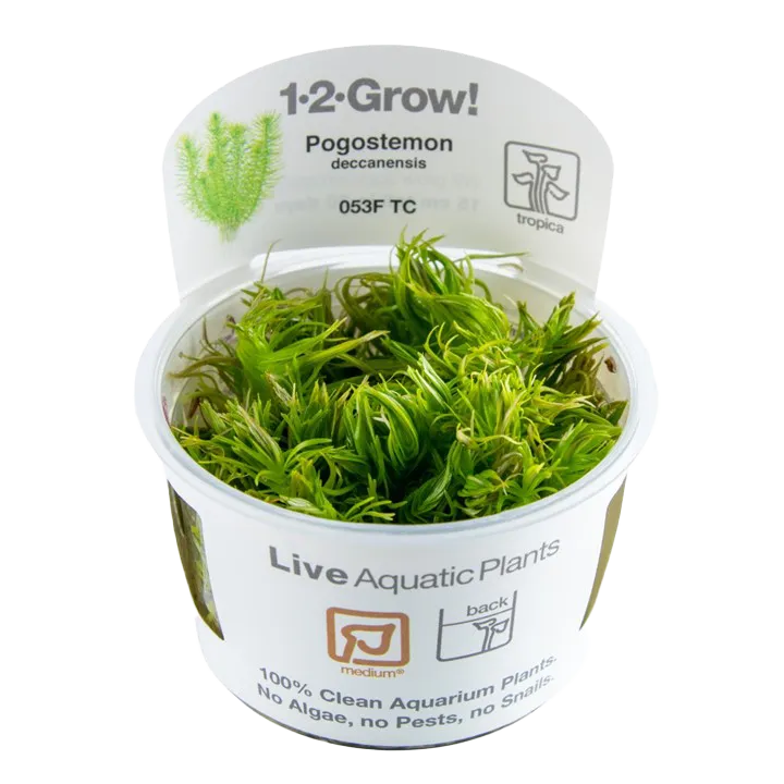 [053F TC] 1-2-Grow! Pogostemon deccanensis or Pogostemon erectus