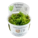 1-2-Grow! Pogostemon deccanensis or Pogostemon erectus