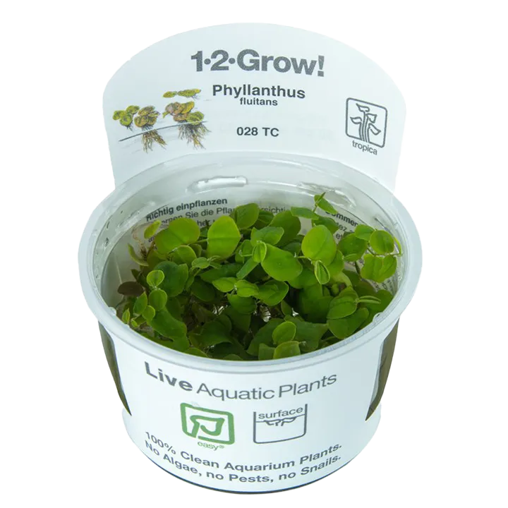 [028 TC] 1-2-Grow! Phyllanthus fluitans