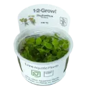 1-2-Grow! Phyllanthus fluitans