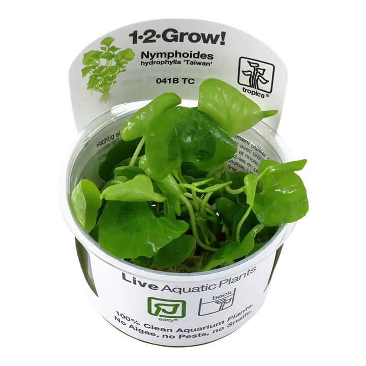 [041B TC] 1-2-Grow! Nymphoides hydrophylla 'Taiwan'