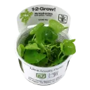 1-2-Grow! Nymphoides hydrophylla 'Taiwan'