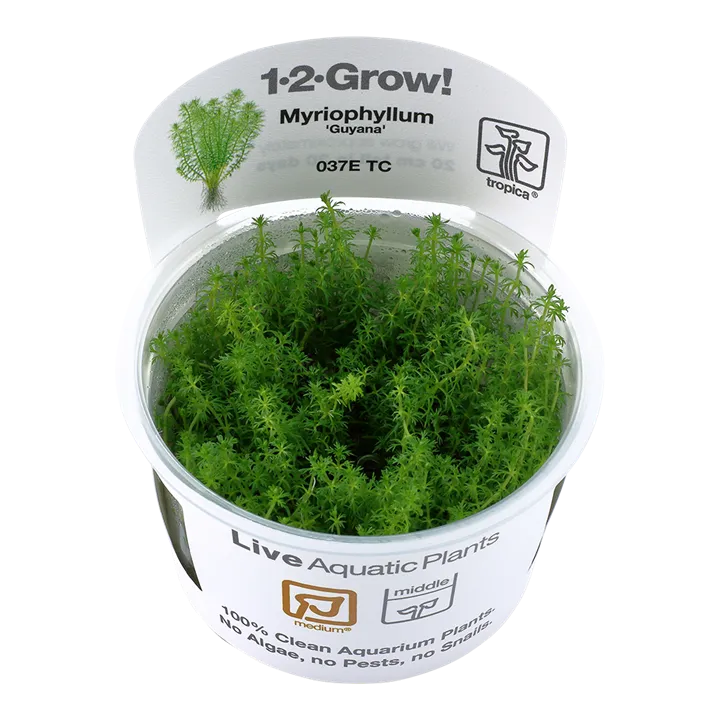 [037E TC] 1-2-Grow! Myriophyllum sp. 'Guyana'