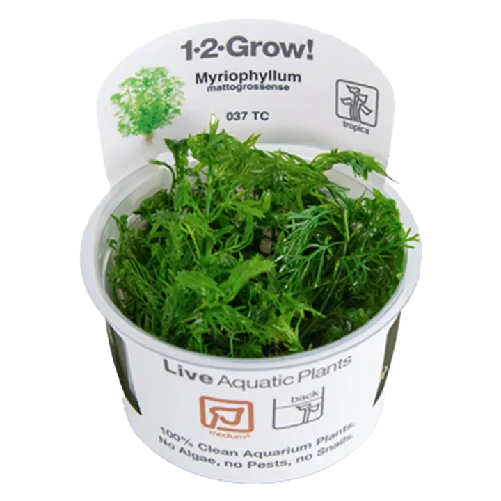 [037 TC] 1-2-Grow! Myriophyllum mattogrossense
