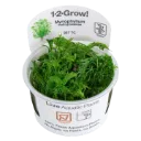 1-2-Grow! Myriophyllum mattogrossense