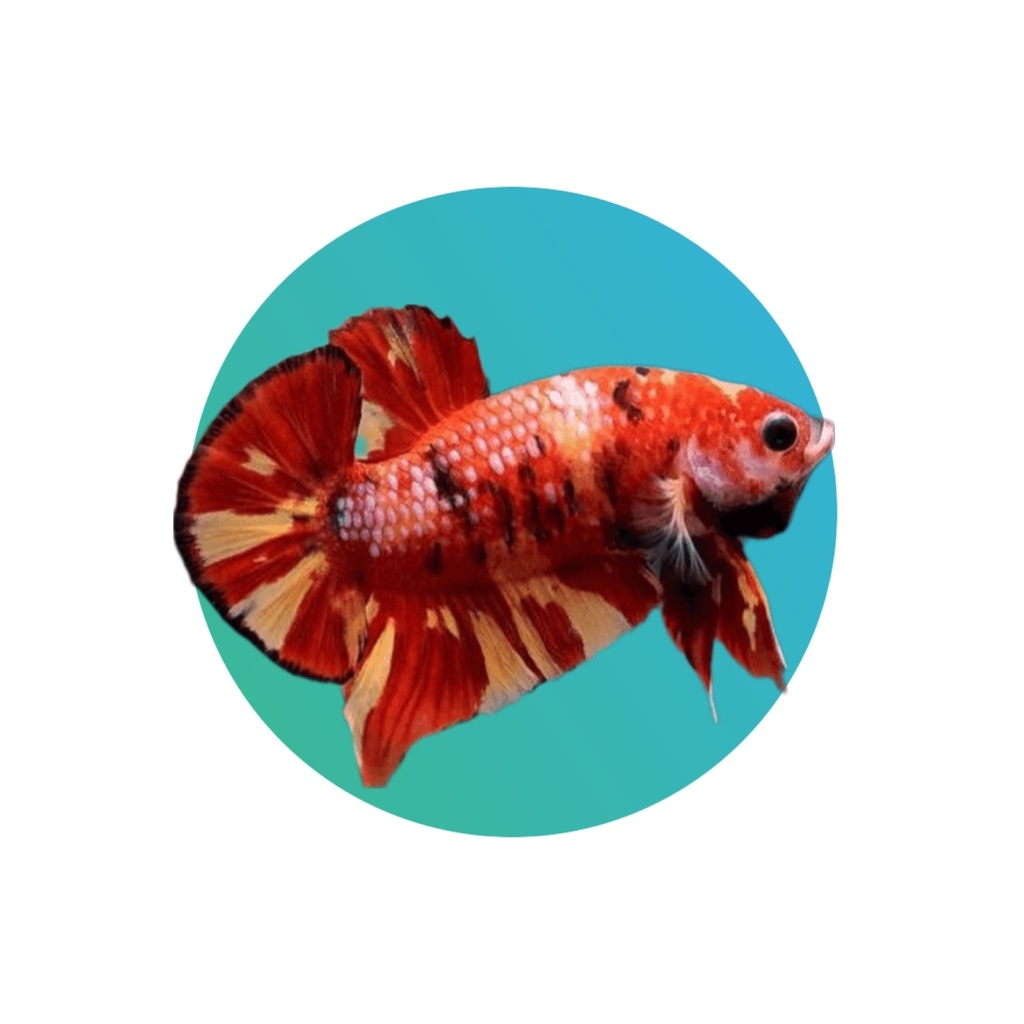 [BE005] Round tail (Plakat) betta male (fighter fish)