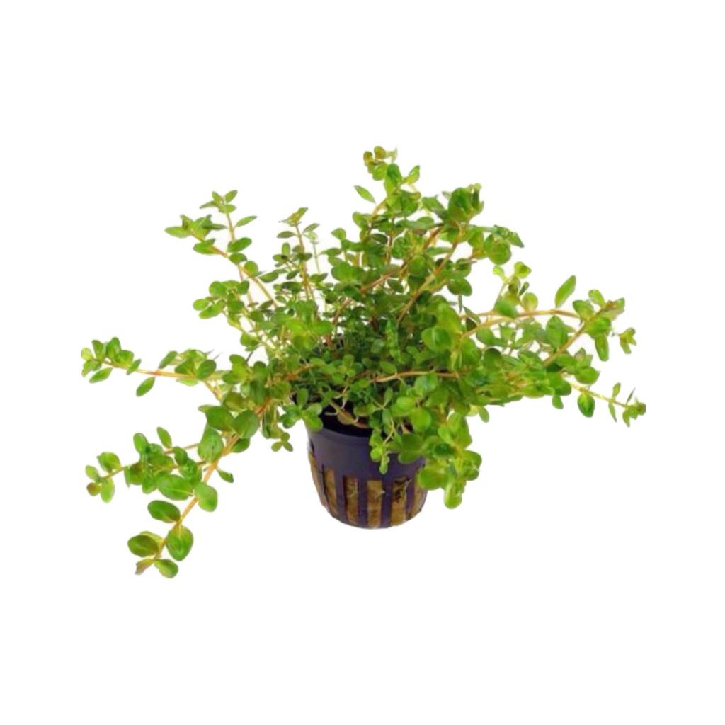 [AGPP002] AG | Rotala rotundifolia - Pot