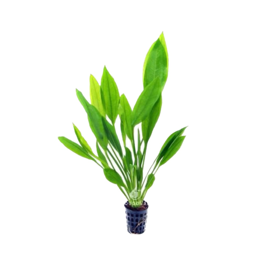 [AGPP001] AG | Echinodorus amazonicus or Echinodorus grisebachii 'Bleherae' (Amazon sword) - Pot