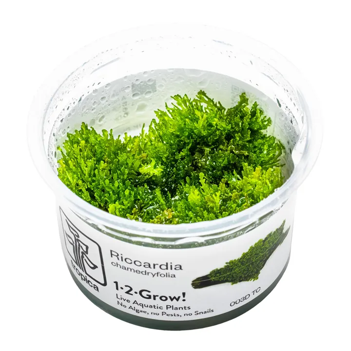 [003D TC] 1-2-Grow! Riccardia chamedryfolia