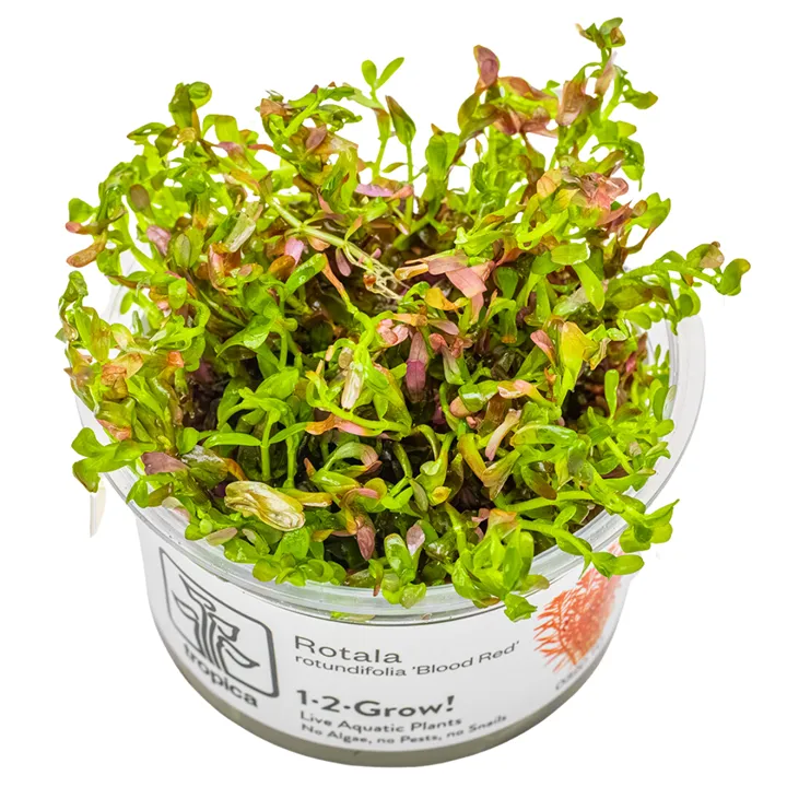 [032D TC] 1-2-Grow! Rotala rotundifolia 'Blood Red'