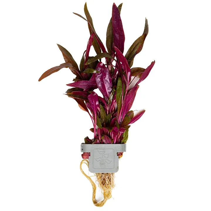 [023 CLP] Tropica | Alternanthera reineckii 'Pink' - Plant clip