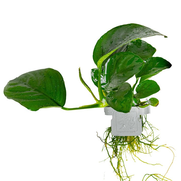 Tropica | Anubias barteri caladiifolia - Plant clip