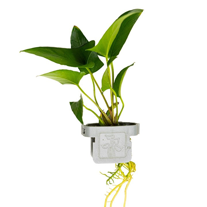 [101D CLP] Tropica | Anubias gracilis - Plant clip