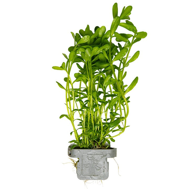 [044A CLP] Tropica | Bacopa monnieri 'Compact' - Plant clip