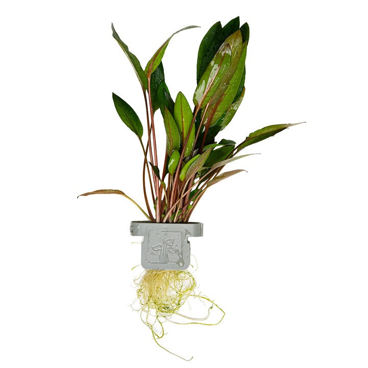 [108A CLP] Tropica | Cryptocoryne beckettii 'Petchii' - Plant clip