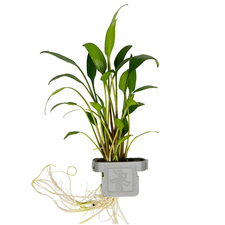 [107 CLP] Tropica | Cryptocoryne x willisii - Plant clip