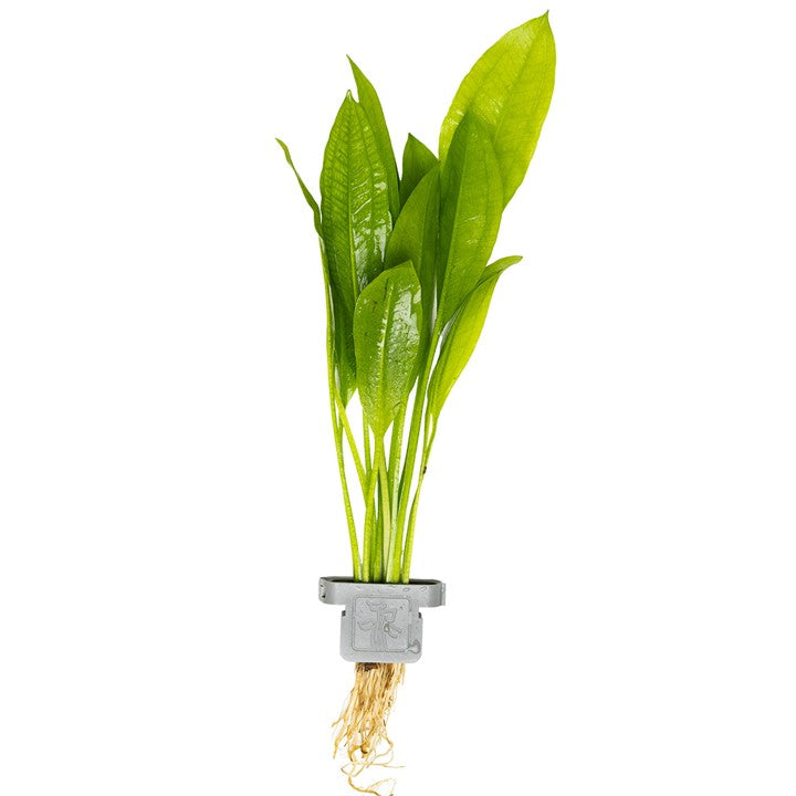 [071 CLP] Tropica | Echinodorus grisebachii 'Bleherae' - Plant clip