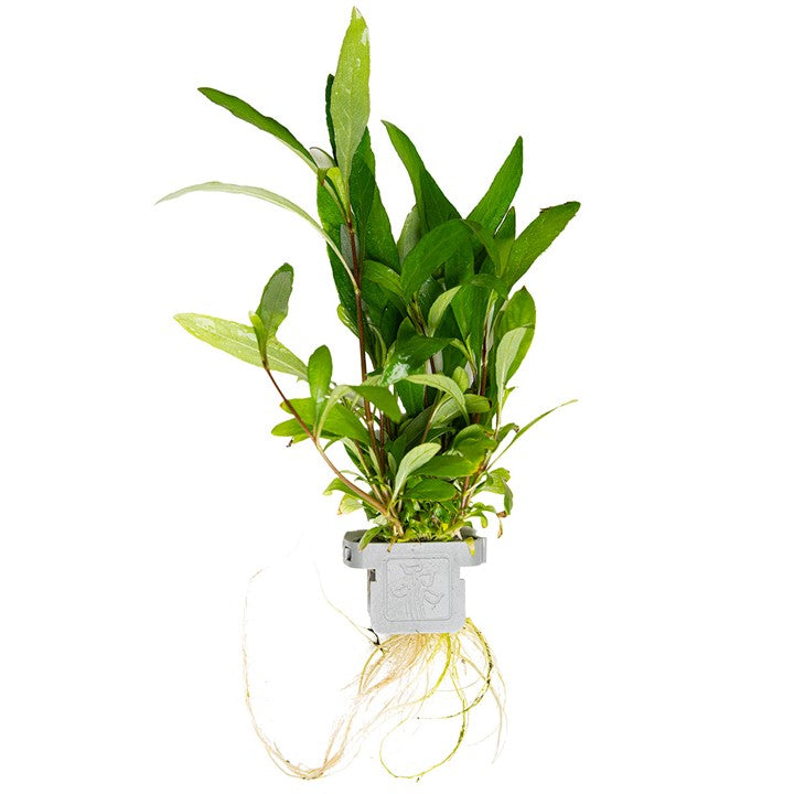 [053B CLP] Tropica | Hygrophila corymbosa 'Siamensis 53B' - Plant clip