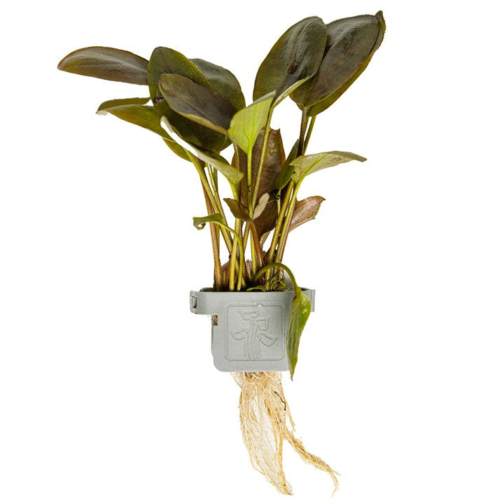 [103 CLP] Tropica | Lagenandra meeboldii 'Red' - Plant clip