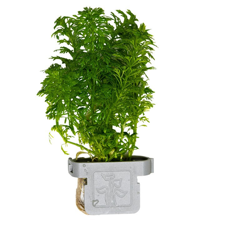 [047 CLP] Tropica | Limnophila sessiliflora or Ambulia - Plant clip