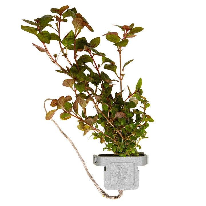 [035B CLP] Tropica | Ludwigia palustris ‘Super Red’ - Plant clip