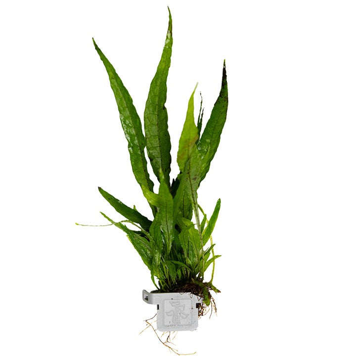 [008 CLP] Tropica | Microsorum pteropus or 'Java fern' - Plant clip