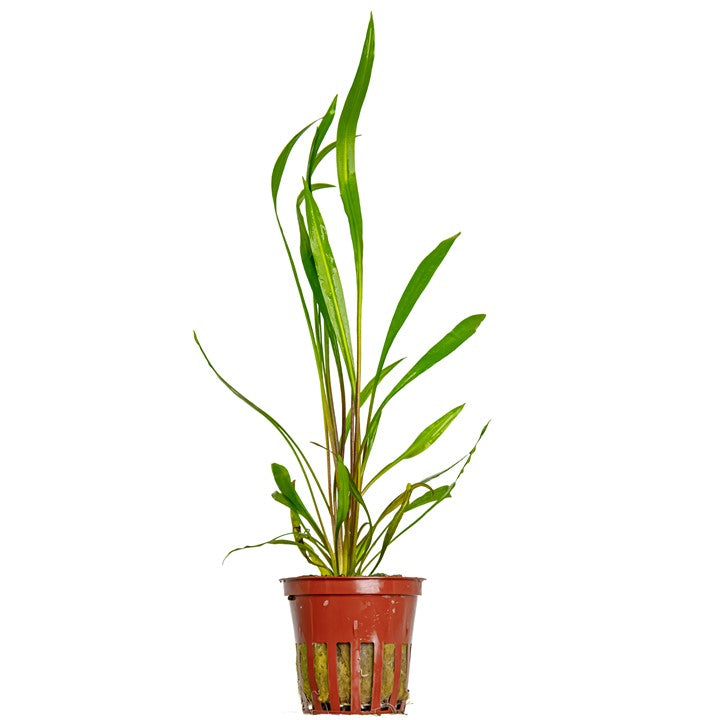 [105] Tropica | Cryptocoryne spiralis 'Red' - Pot