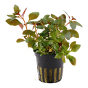 Tropica | Ludwigia repens 'Rubin' - Pot