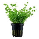 Tropica | Micranthemum umbrosum - Pot