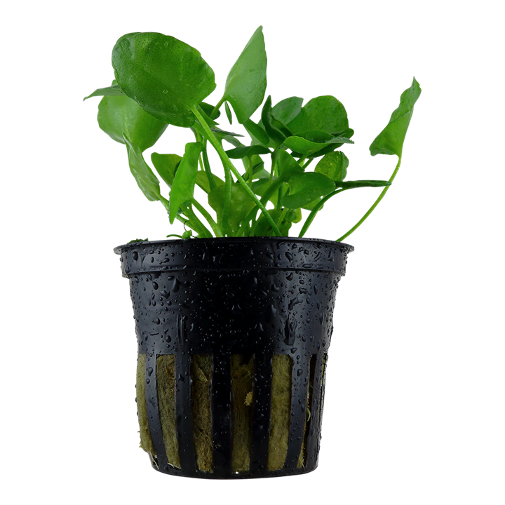 [041B] Tropica | Nymphoides hydrophylla 'Taiwan' - Pot