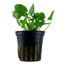 Tropica | Nymphoides hydrophylla 'Taiwan' - Pot