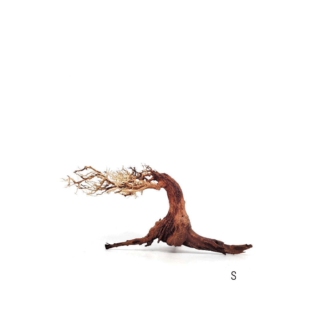 [WI52264] WIO | Arboretum - Bonsai (S - L:20-30/H:15-20cm)