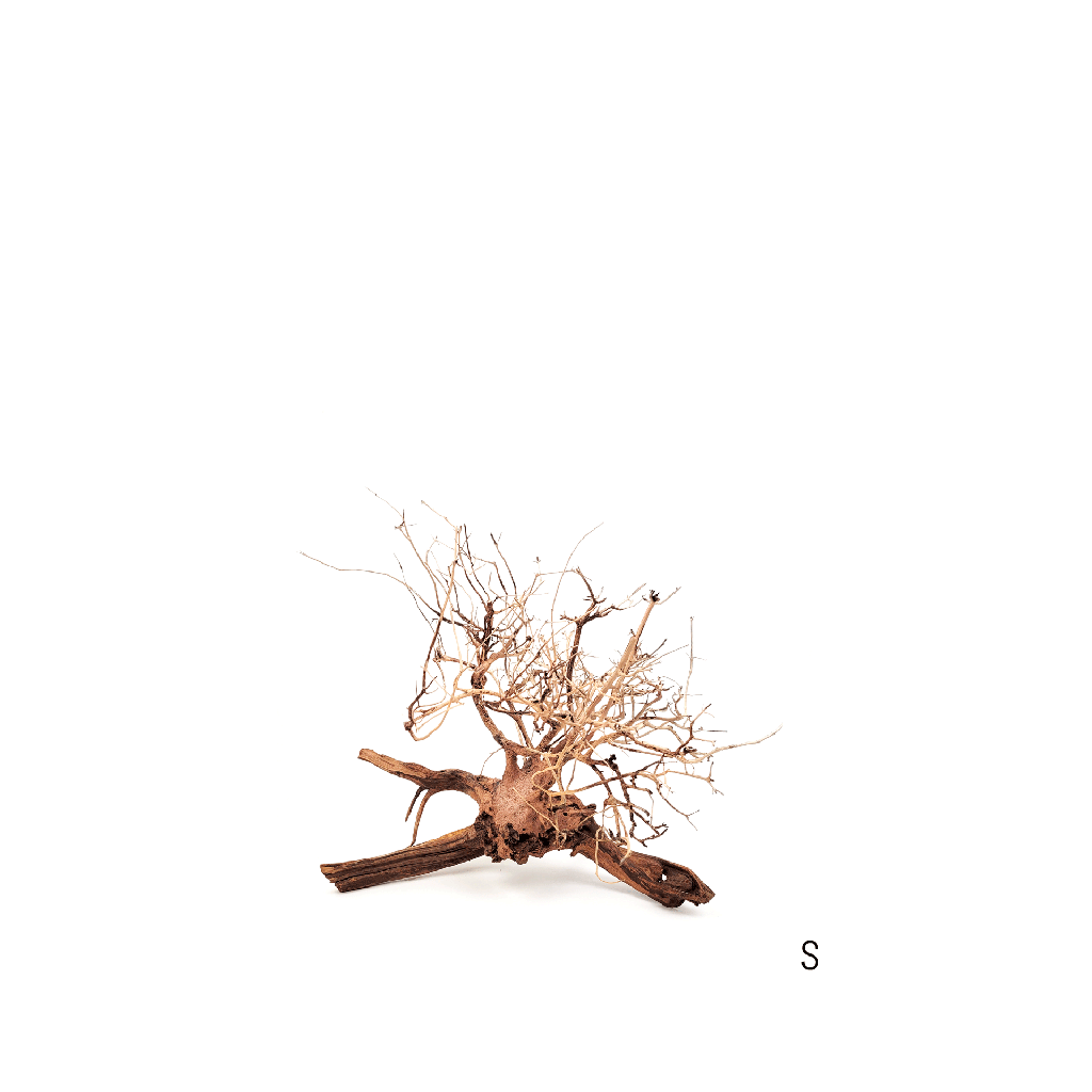 [WI52256] WIO | Arboretum - Arbustus (S - L:20-30/H:15-20cm)